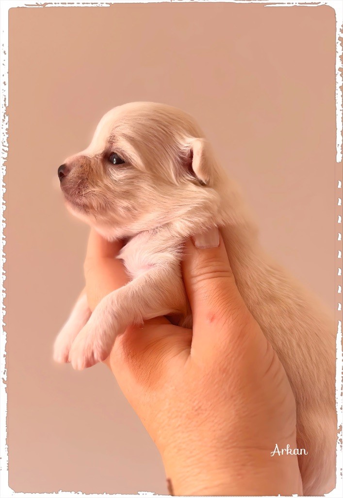 des Petits Pas de Danse - Chiots disponibles - Chihuahua