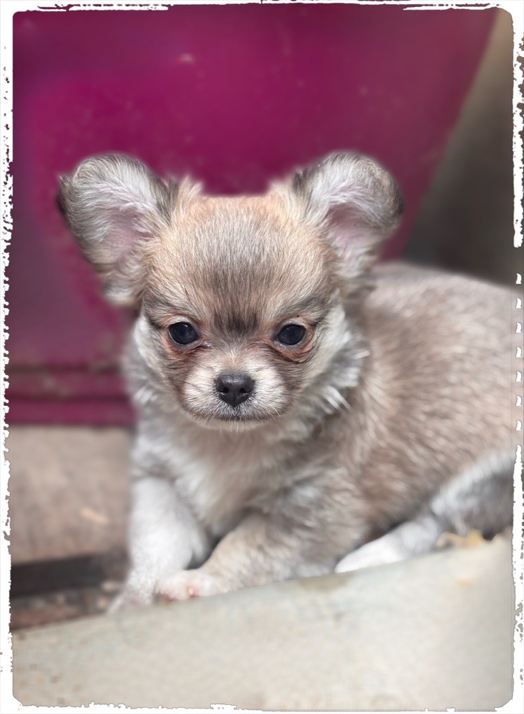 des Petits Pas de Danse - Chiots disponibles - Chihuahua