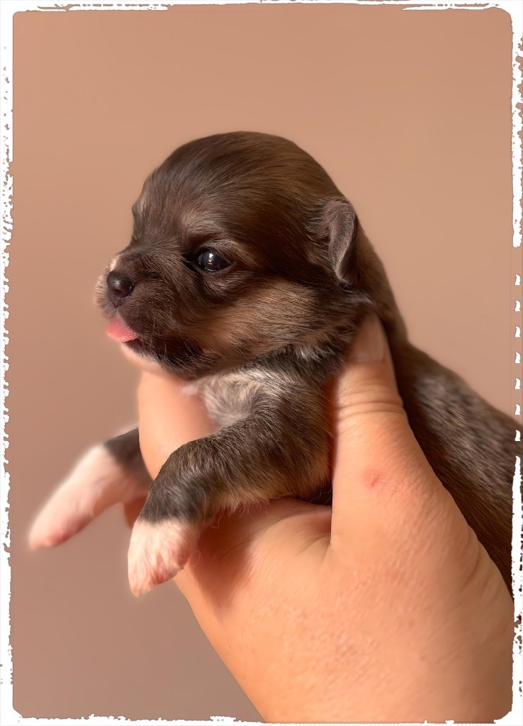 des Petits Pas de Danse - Chiots disponibles - Chihuahua