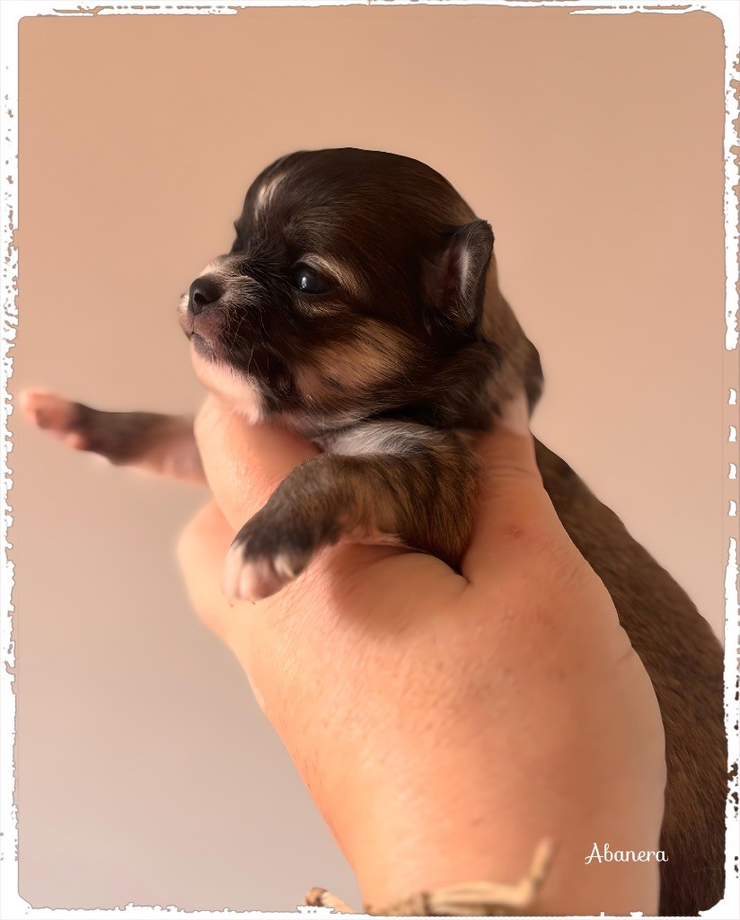 des Petits Pas de Danse - Chiots disponibles - Chihuahua
