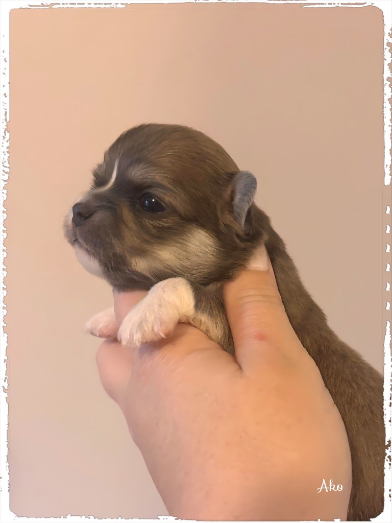 des Petits Pas de Danse - Chiots disponibles - Chihuahua